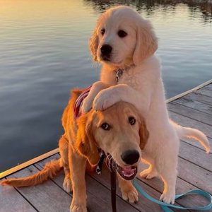 可以看的东北操逼图片
